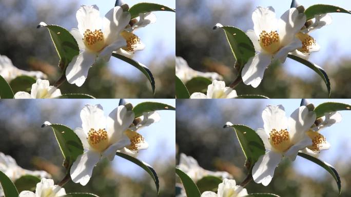 【原创】阳光下的油茶花特写