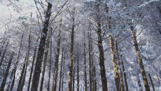 雪后峨眉山树林中错落有致的树干