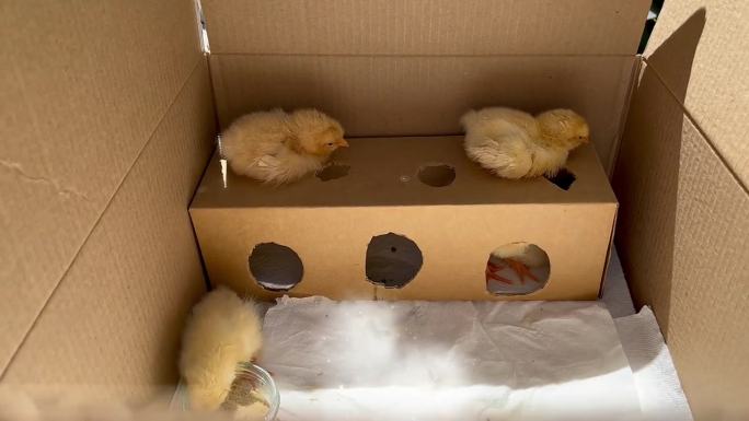 箱子里的小鸡