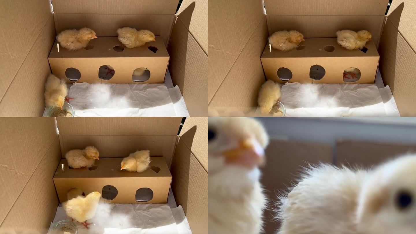 箱子里的小鸡