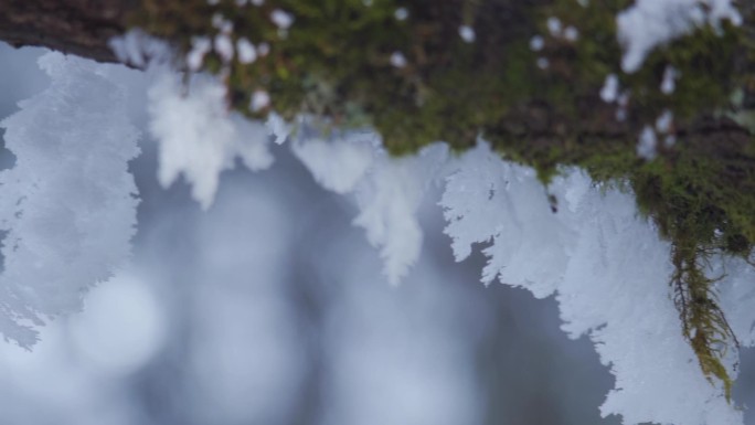 树枝上挂满雪花