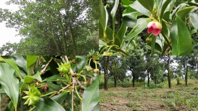 八角山种植八角林八角树八角子八角花种八角