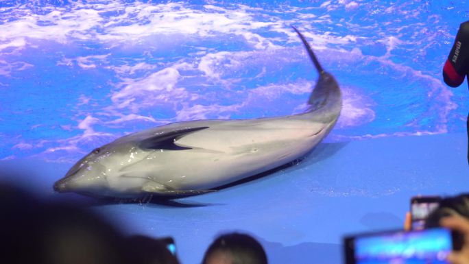 海洋馆海豚表演海洋世界水族