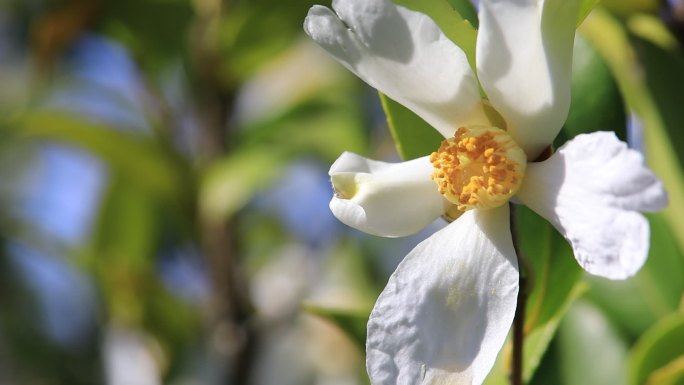 【原创】阳光下随风摇曳的油茶花特写