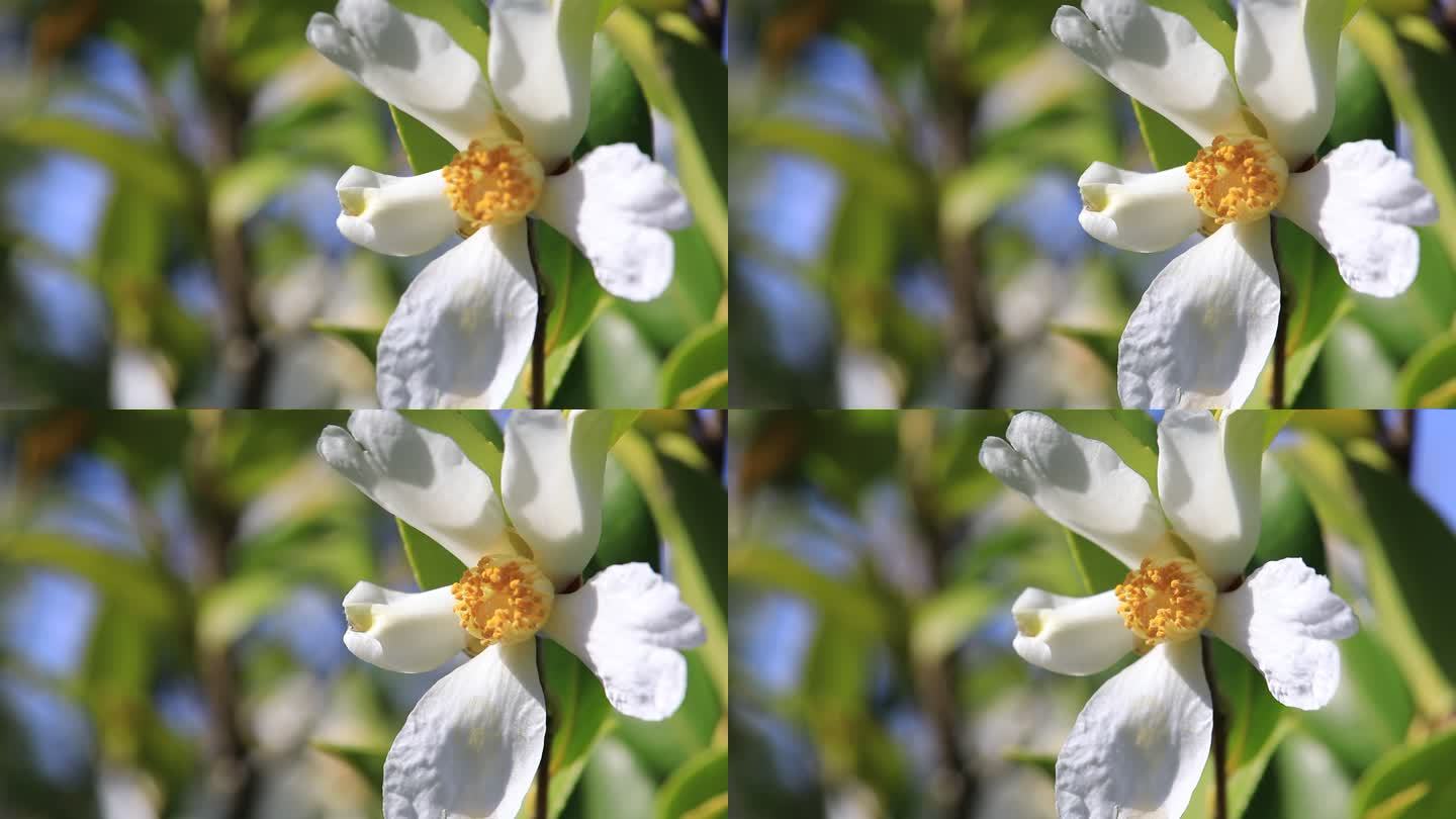 【原创】阳光下随风摇曳的油茶花特写