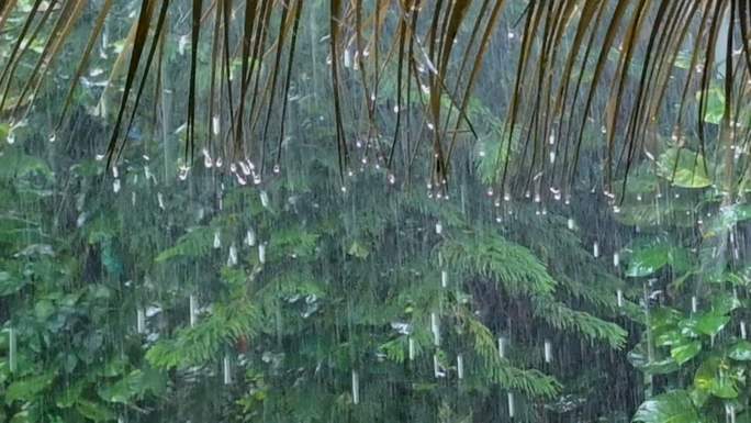 穿越暴雨中的热带雨林合集3