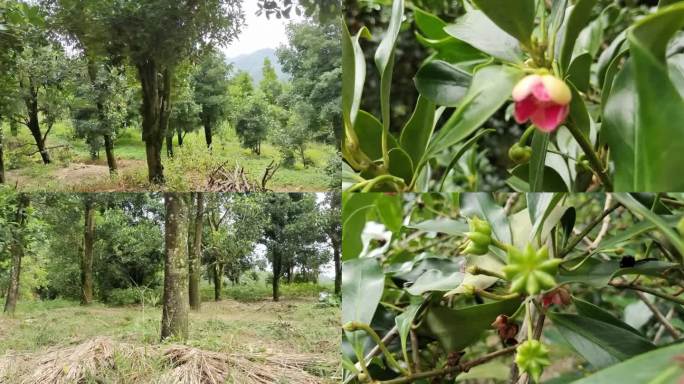 八角山种植八角林八角树八角子八角花