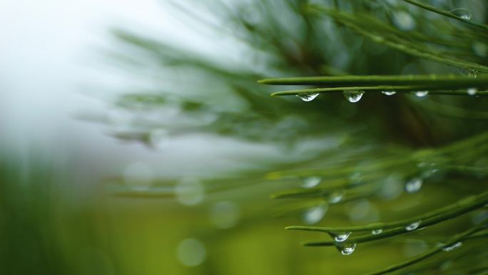 雨后松针