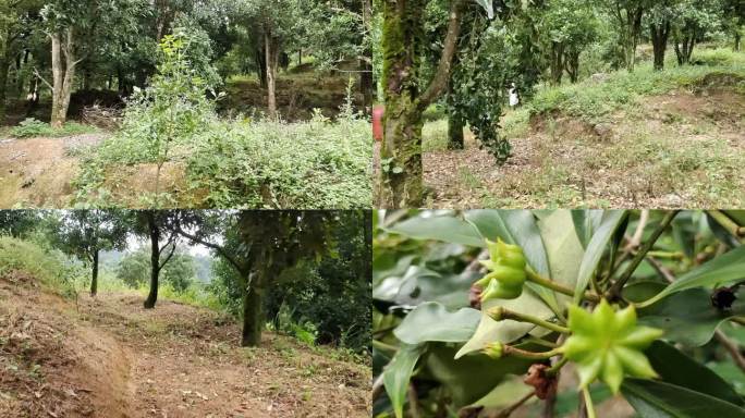 八角树林 行拍云雾山八角林 实拍八角树林