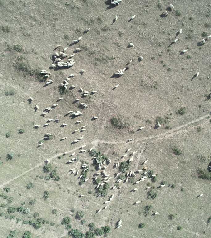 农场羊群鸟瞰图畜牧草原圈养牧羊吃草