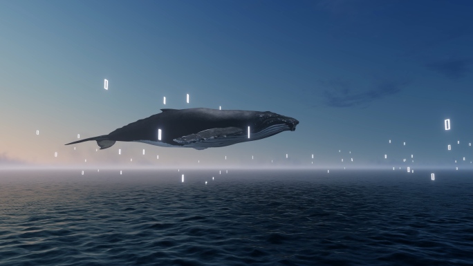 鲸鱼大海海面多镜头组合素材
