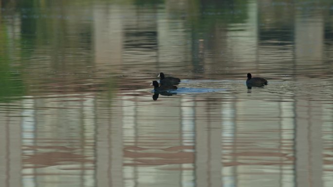 水鸟 水鸭子 湖光景色 优美生态