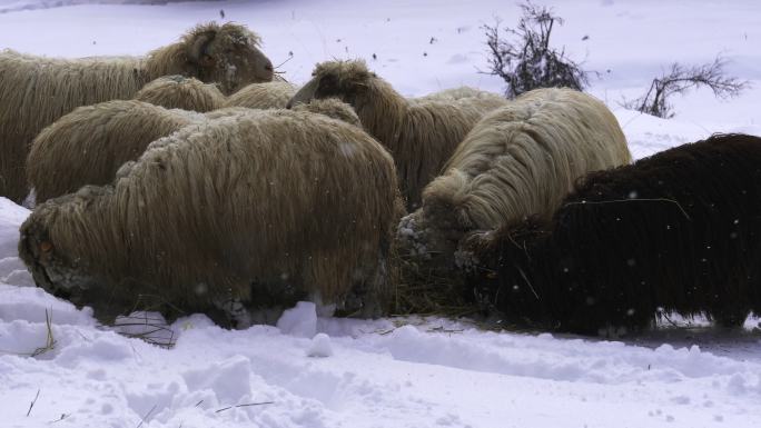 养羊业。一群羊在山上白雪皑皑的牧场上吃草。