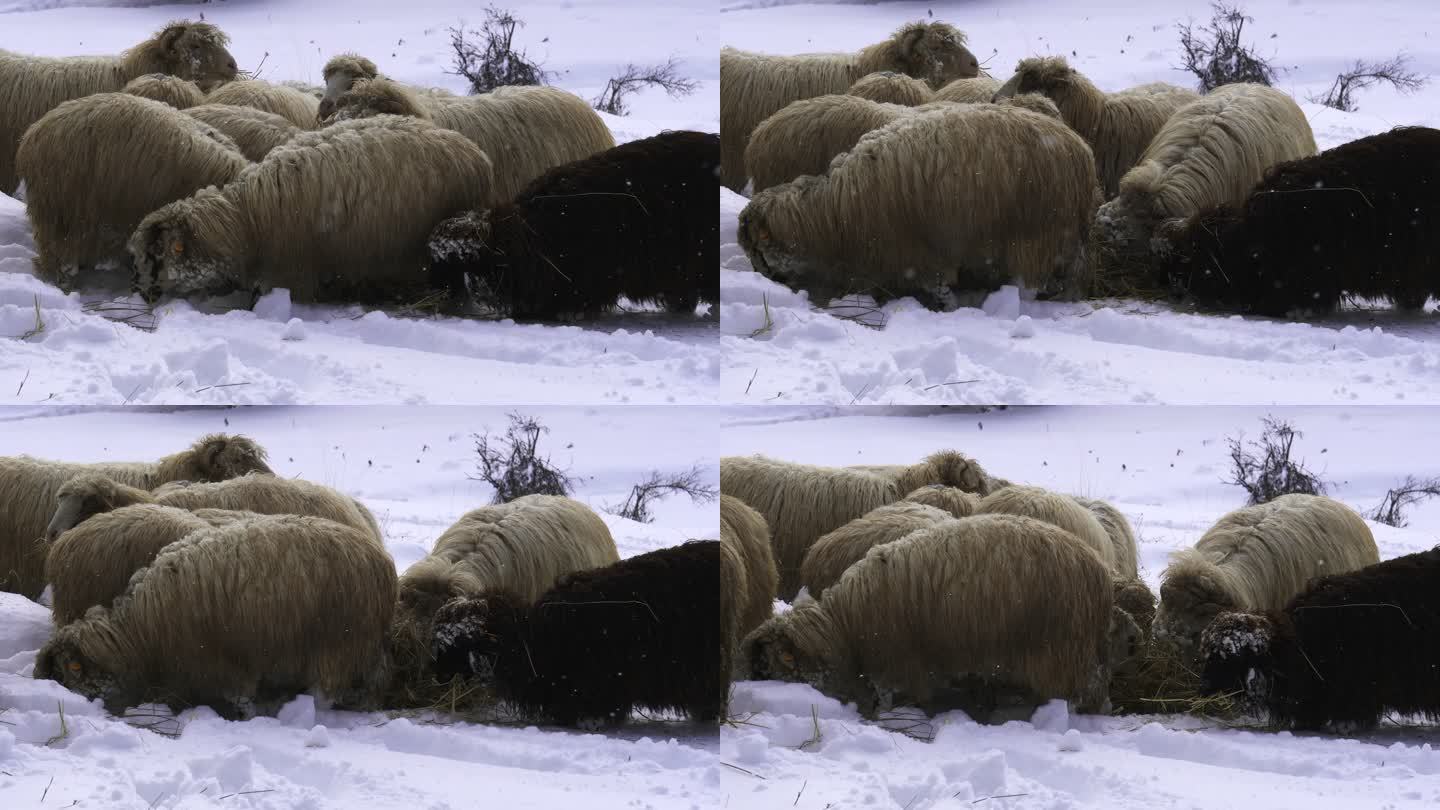 养羊业。一群羊在山上白雪皑皑的牧场上吃草。