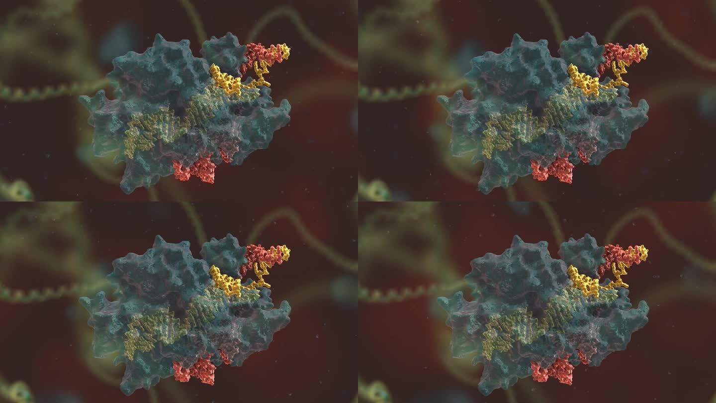 人体 医学 基因编辑 DNA 基因工程