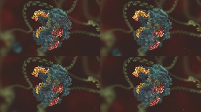 医学动画 基因编辑 DNA 基因工程