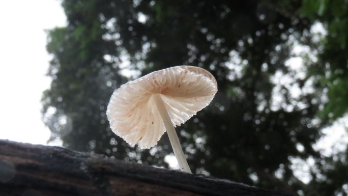 旧原木上的蘑菇实拍白色菌菇