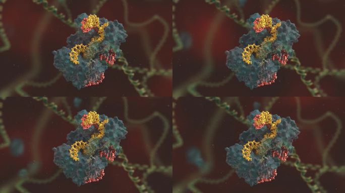 基因重组 基因编辑 DNA 基因工程