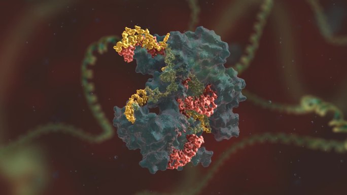 靶向 遗传 基因编辑 DNA 基因工程