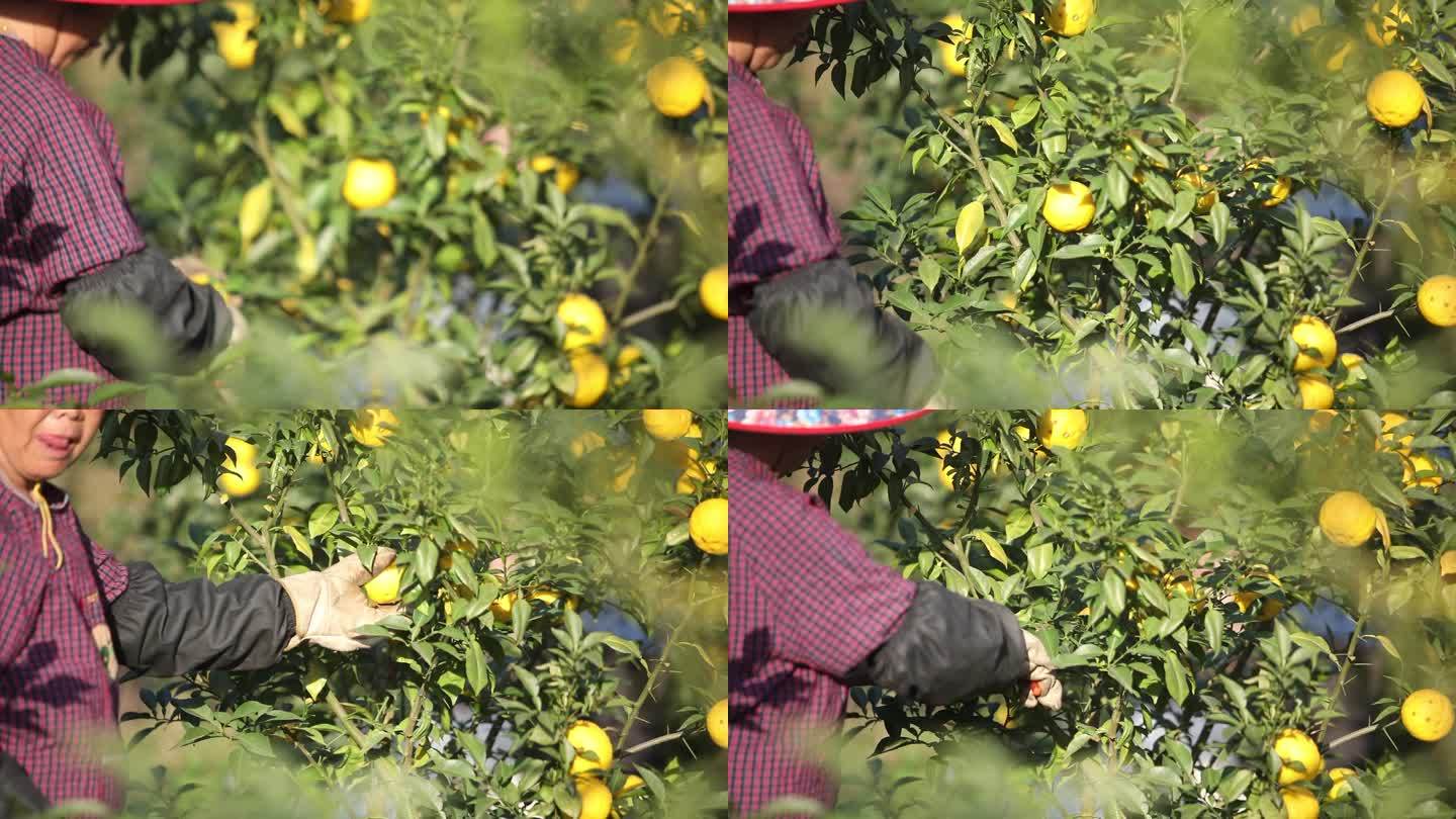【原创】柚子采摘挂果水果柚子园种植基地