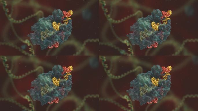 生命科学 基因编辑 DNA 基因工程