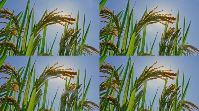 阳光下的成熟的麦穗