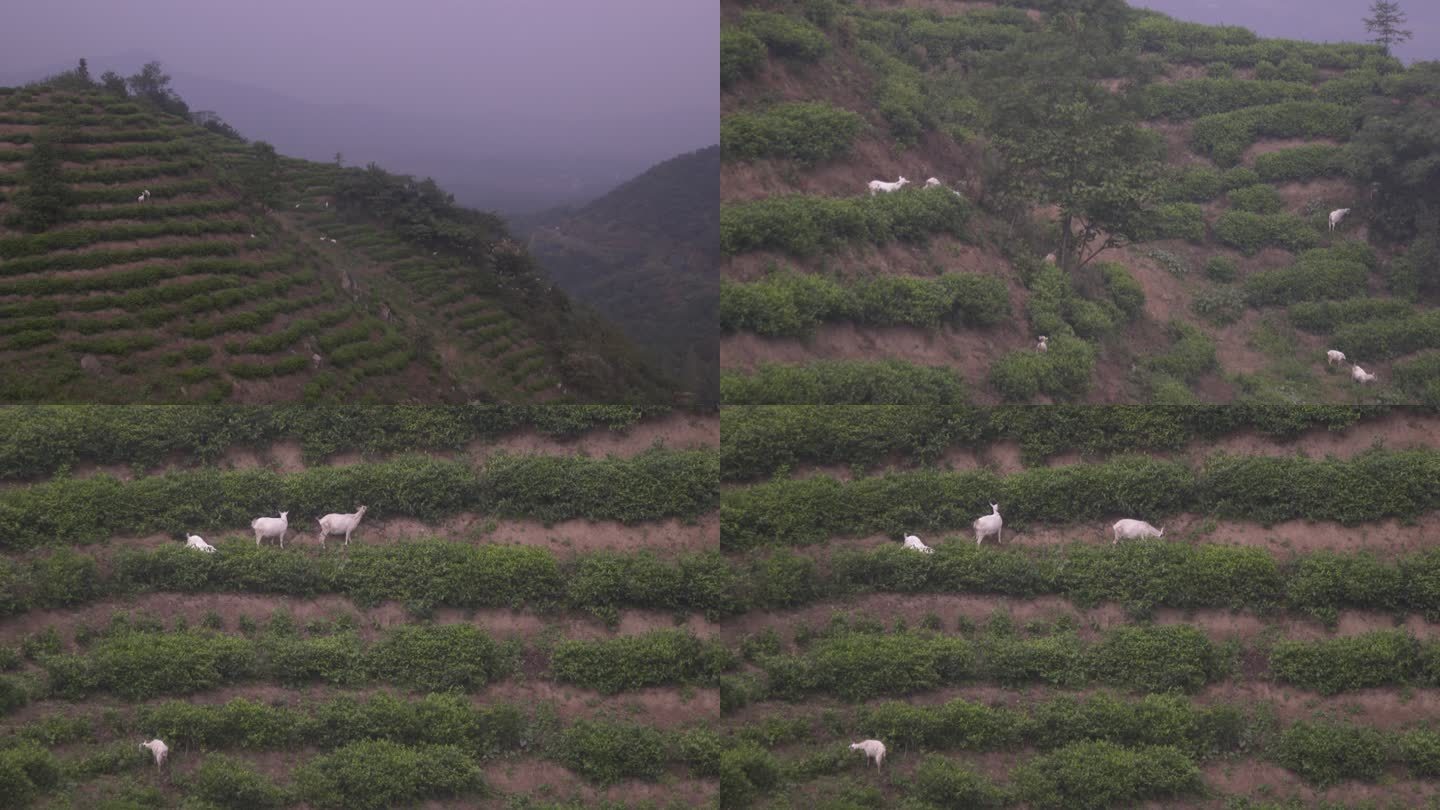 农村大山风景羊吃草远景