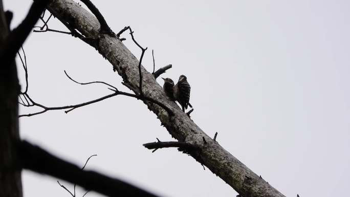 啄木鸟（4K）交配
