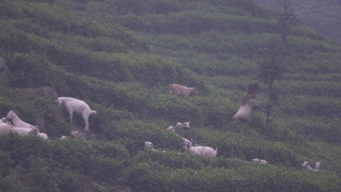 农村大山风景羊吃草 下雨