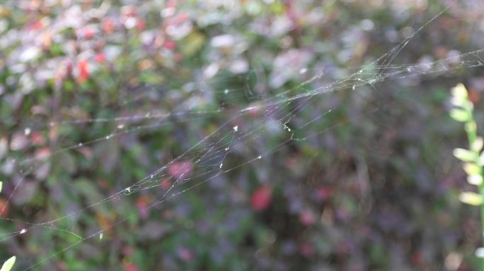风中的蜘蛛网自然昆虫结网自然元素