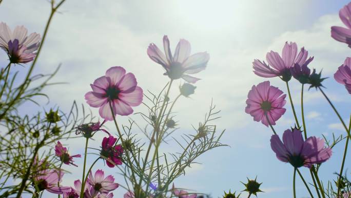 阳光微风花草  唯美空镜头