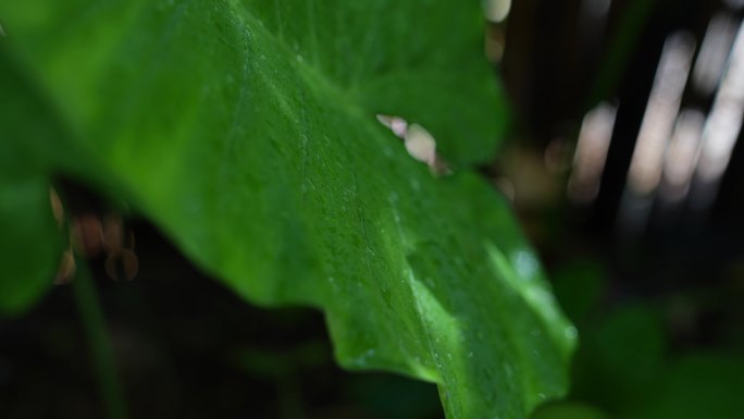 树荫下的滴水观音 滴水莲