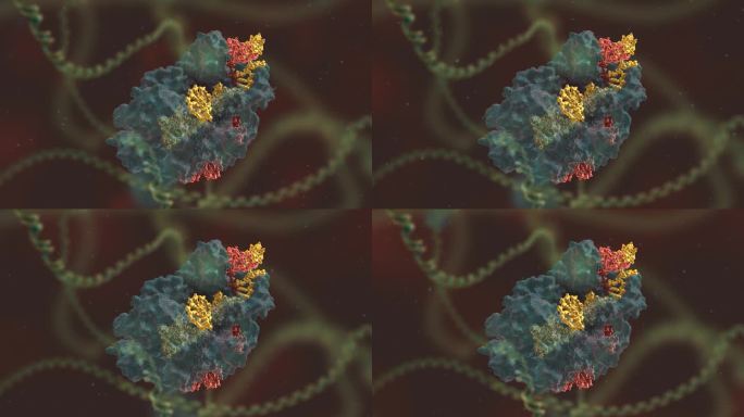 生物科技 基因编辑 DNA 基因工程