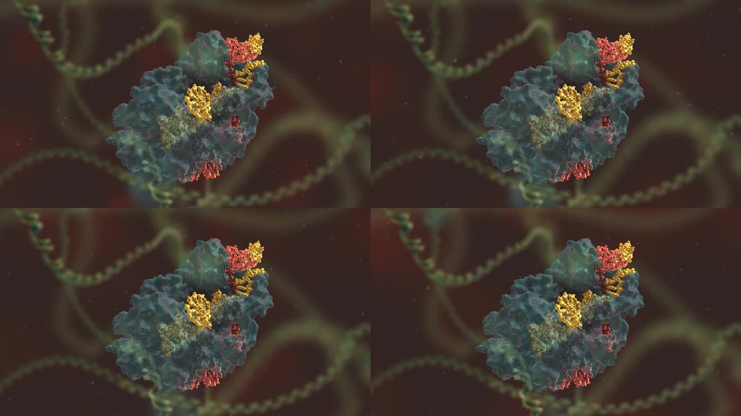 生物科技 基因编辑 DNA 基因工程