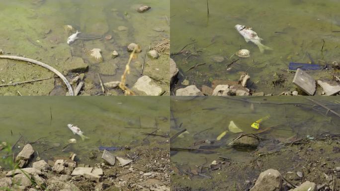 水污染、死鱼