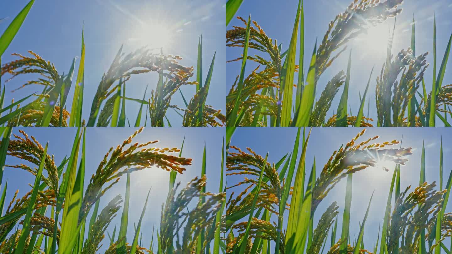 阳光下的稻穗