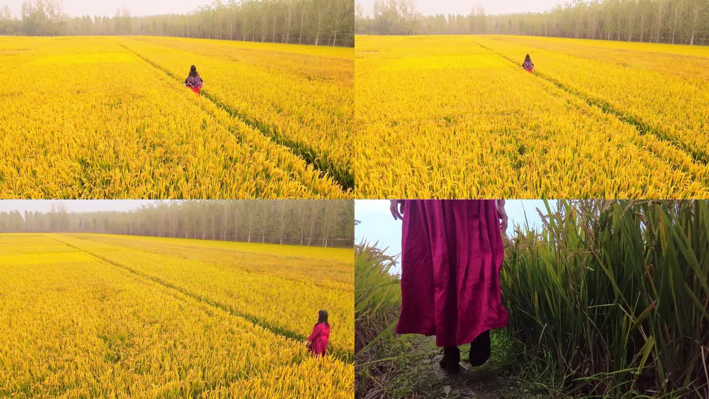 金黄色稻田行走的女人