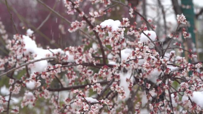 雪中梅花