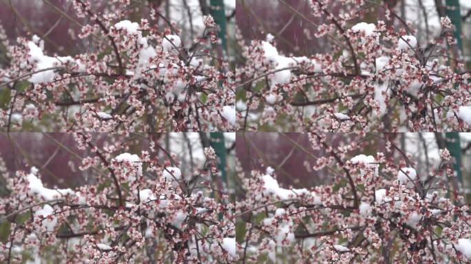 雪中梅花