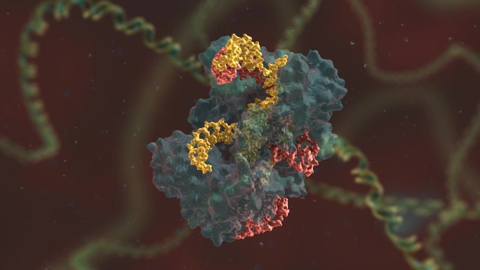 基因编辑 DNA 基因工程 人体工程