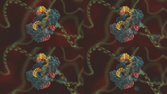 基因编辑 DNA 基因工程 人体工程