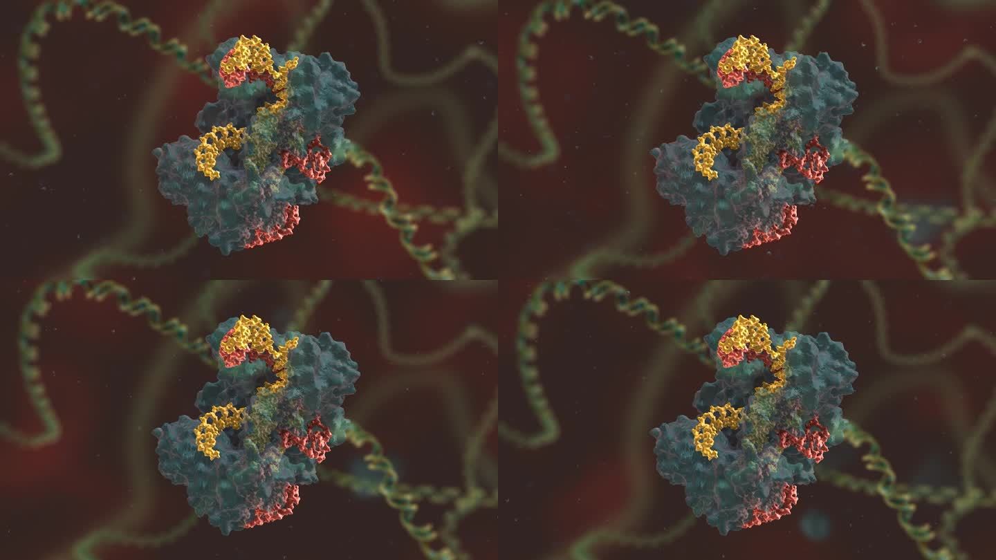 基因编辑 DNA 基因工程 人体工程