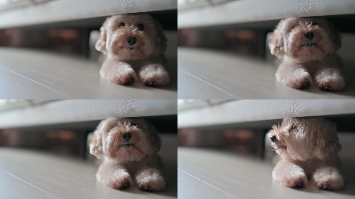 玩具卷毛狗躲在沙发下看着摄像机伸出舌头微笑