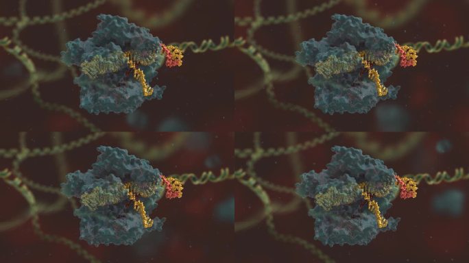 基因编辑 DNA 基因工程 科普动画