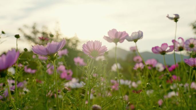 实拍春天夕阳微风花草 唯美空镜头