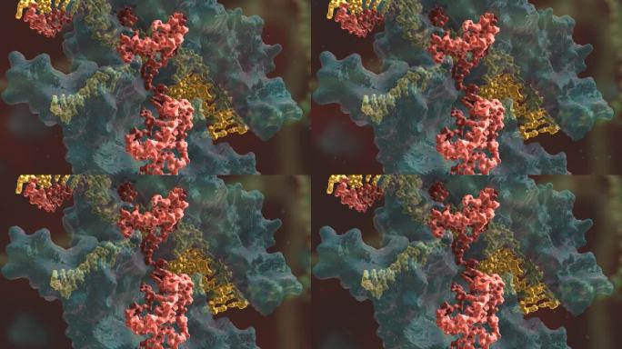 生物科学 基因编辑 DNA 基因工程