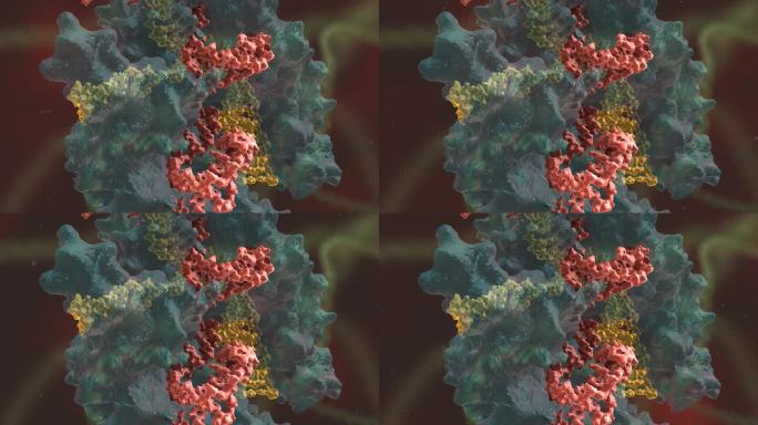 3D医学动画 基因编辑 DNA 基因工程