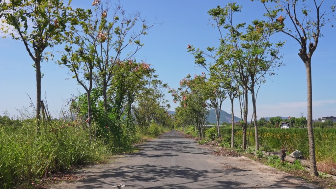 田间绿色小道