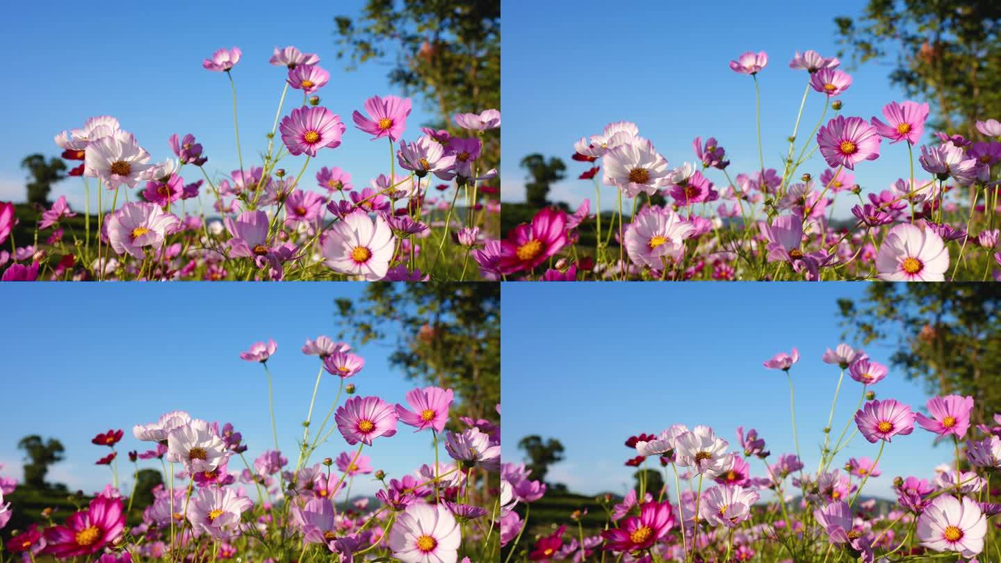 阳光微风花草 唯美空镜头