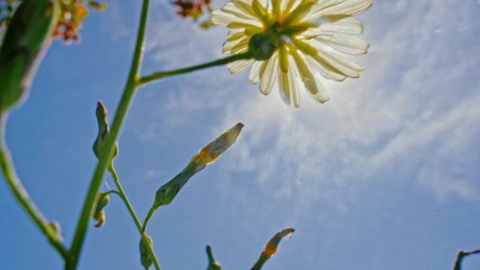 阳光微风美丽的花  唯美空镜头